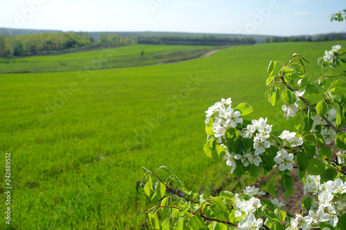 Spring coming to the land