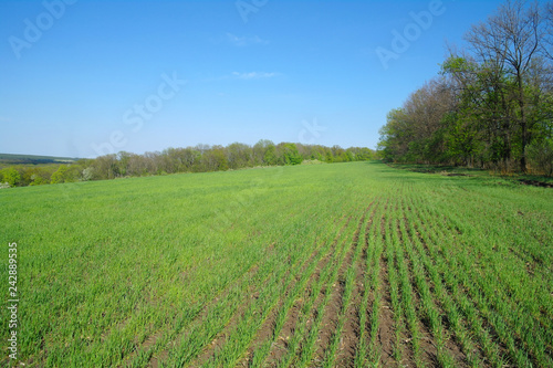 Obraz na płótnie Spring coming to the land w salonie