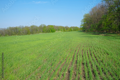 Obraz na płótnie Spring coming to the land w salonie