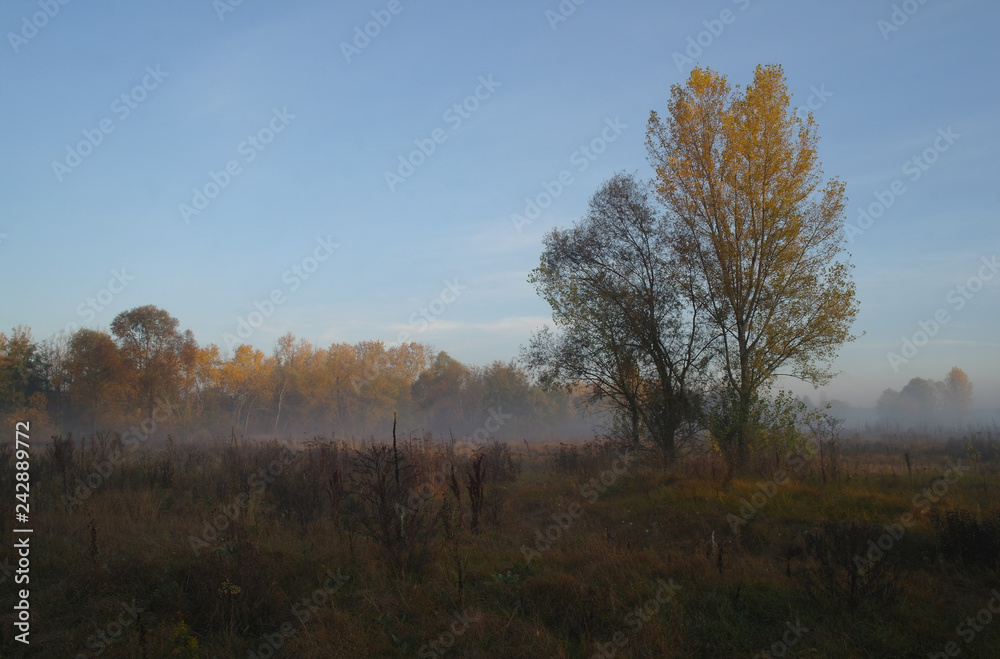 autumn forest with misty morning