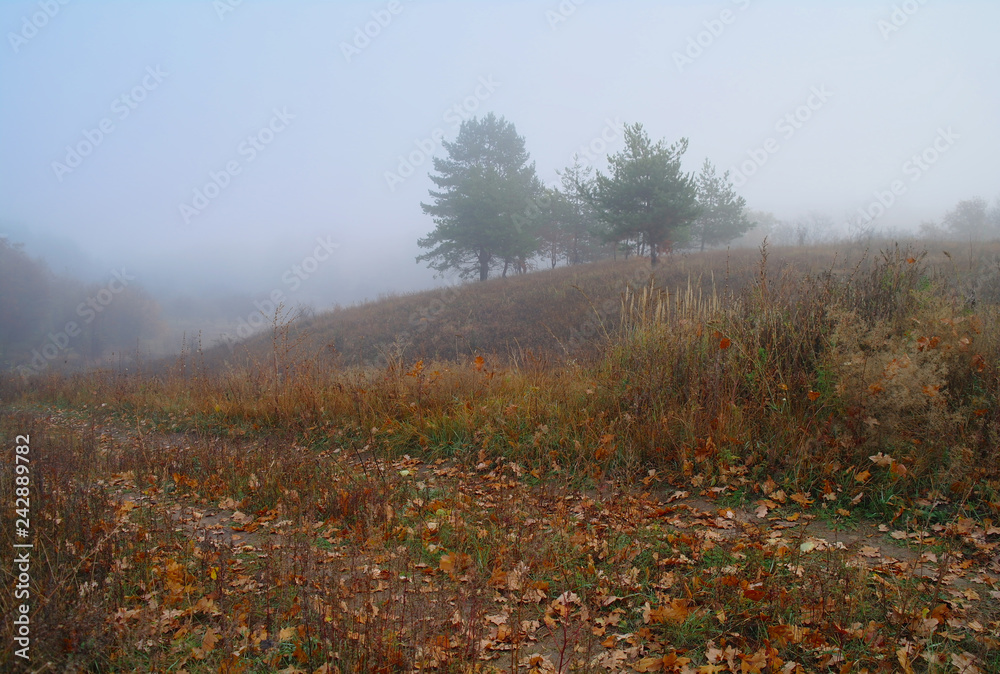 autumn forest with misty morning