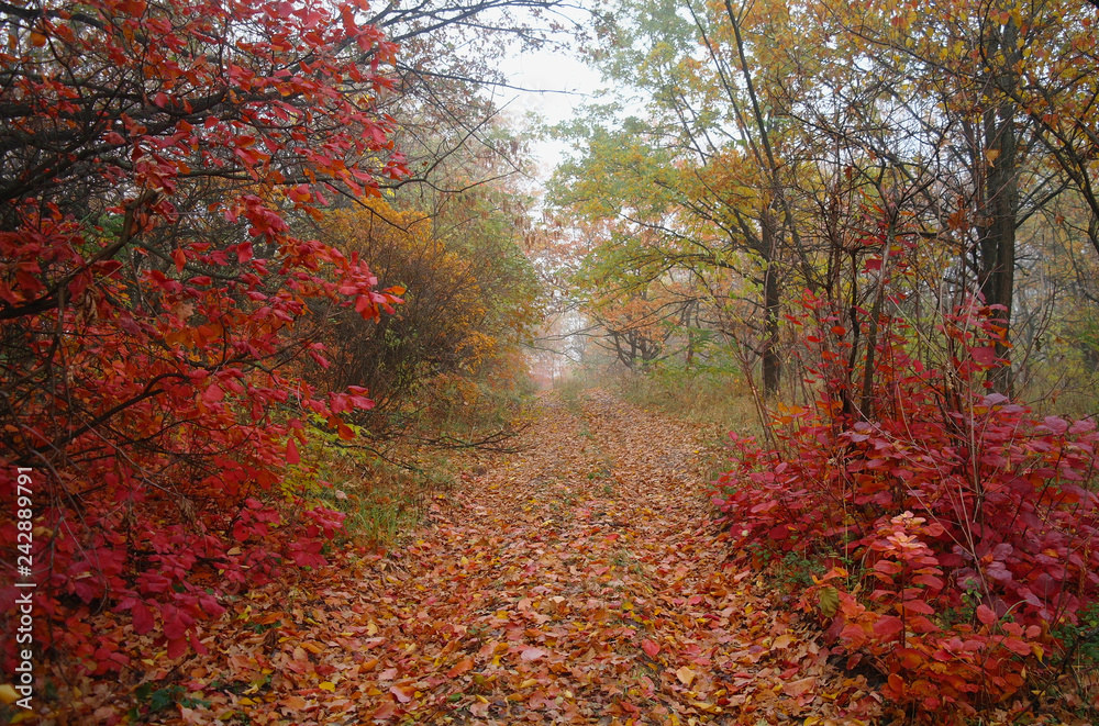 country road in autumn in the mist
