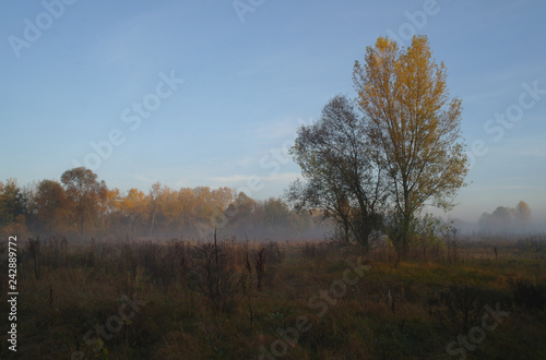 autumn forest with misty morning