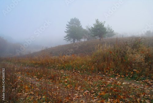 Obraz na płótnie autumn forest with misty morning w salonie