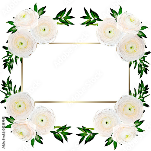 Delicate floral frame with creamy colored ranunculus flowers isolated on white. Design for wedding invitation or greeting card to birthday or other holidays 