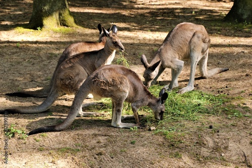 The kangaroos eat lunch.