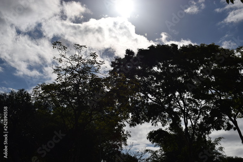 sun in the backlight © romero