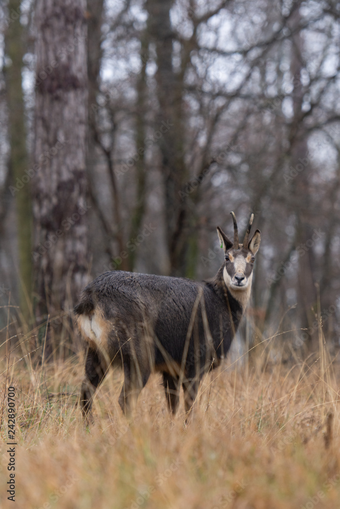 Chamois dans la forêt Chamois dans la forêt