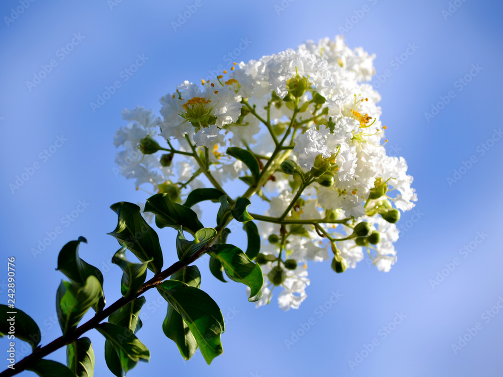 branch of tree with flowers on background of blue sky branch of tree with flowers on background of blue sky