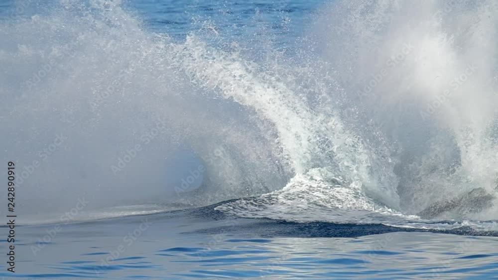 Humpback whale (Megaptera novaeangliae) breaches in the waters of Hawaiian Islands Humpback Whale National Marine Sanctuary located near the island of Maui Humpback whale (Megaptera novaeangliae) breaches in the waters of Hawaiian Islands Humpback Whale National Marine Sanctuary located near the island of Maui