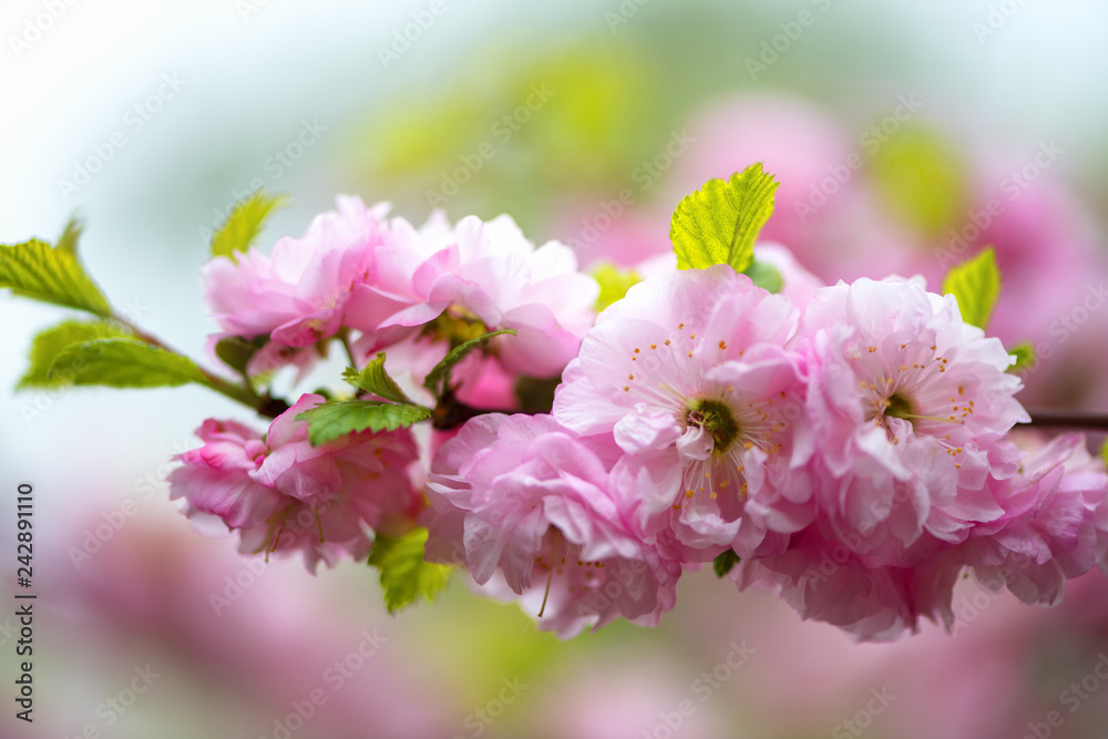 A branch of beautiful pink cherry blossoms in Japan. Horizontal photography