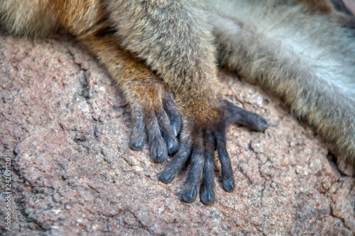 Detail of the hand of a lemur