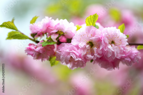 A branch of beautiful pink cherry blossoms in Japan. Horizontal photography