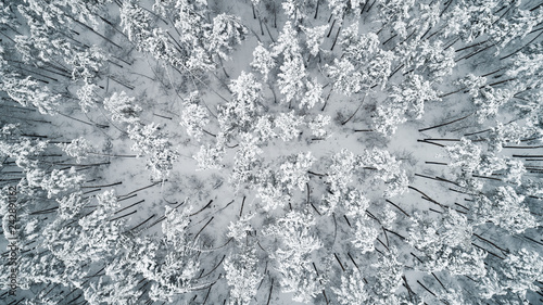 Aerial view of snow-covered tops of pines. Top view