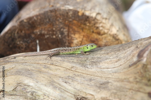 green lizard wooden stump outside sunny weather
