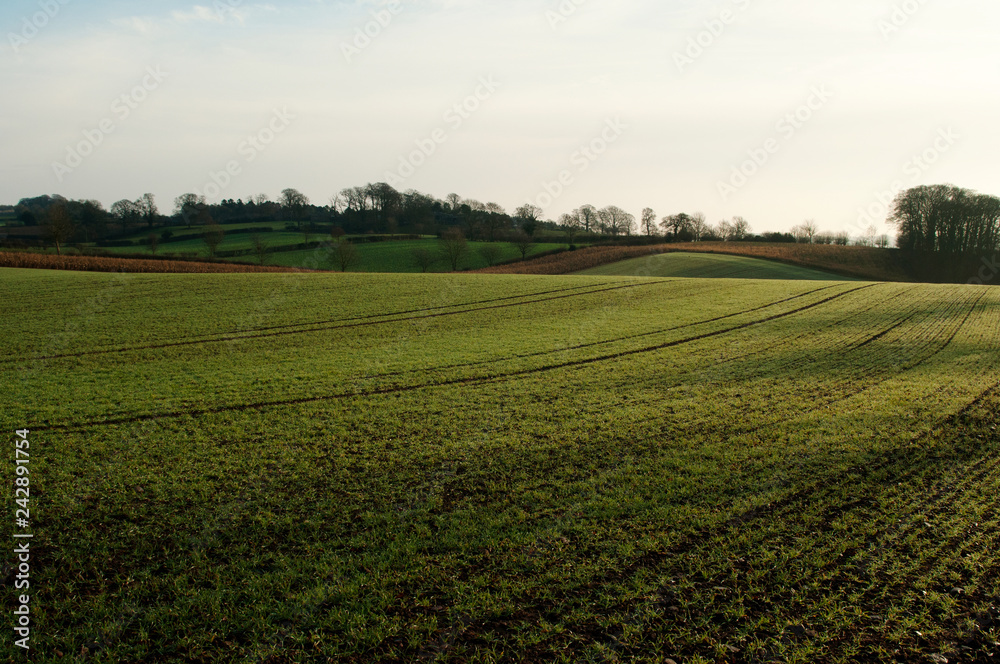 Rolling green fields