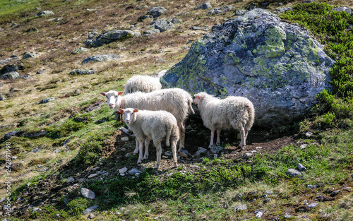 Sheep in the mountains of Norway
