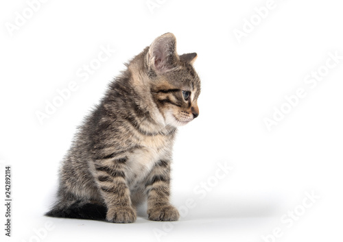 Cute baby tabby kitten looking down