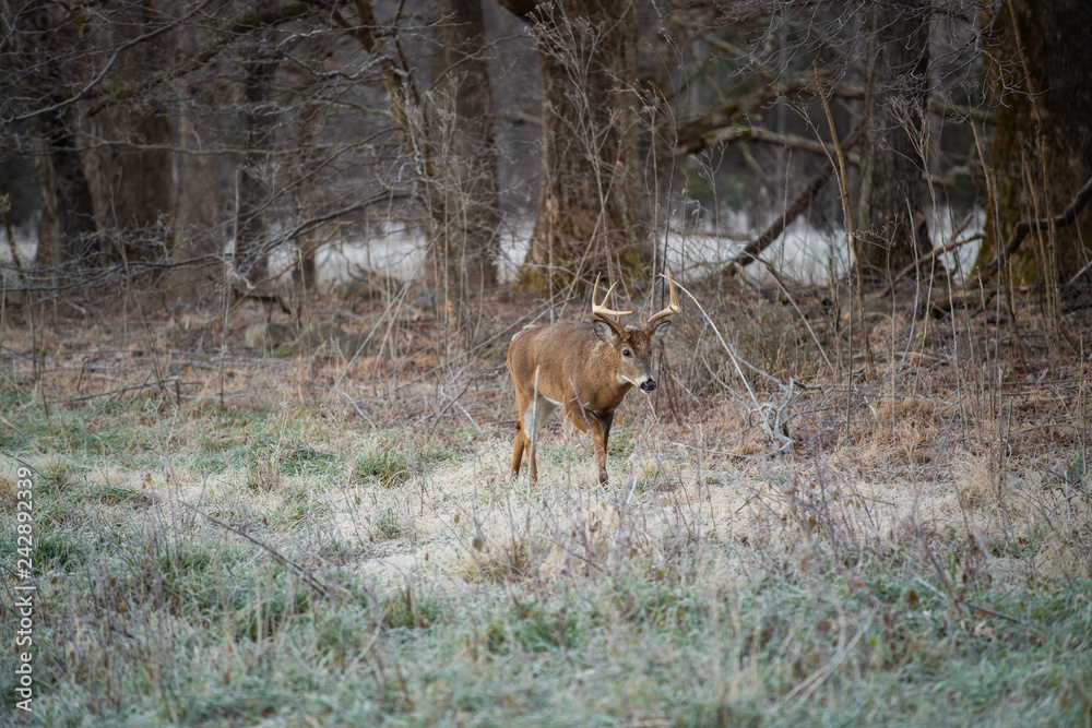 White-tailed deer buck in open meadow White-tailed deer buck in open meadow