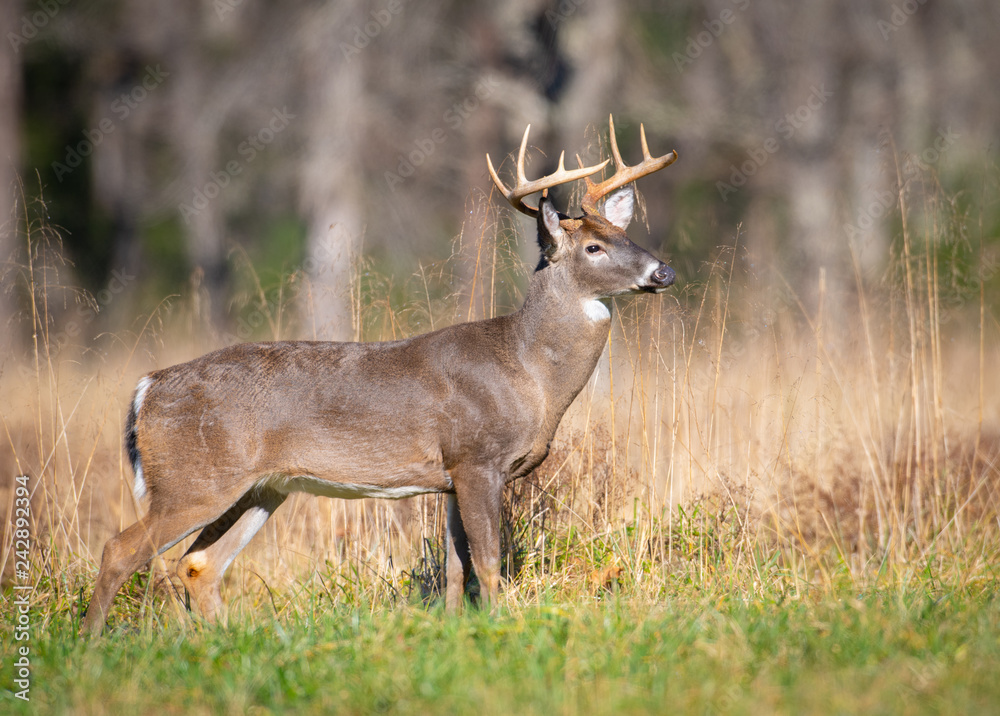 White-tailed deer buck in open meadow