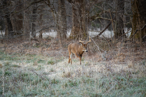 White-tailed deer buck in open meadow