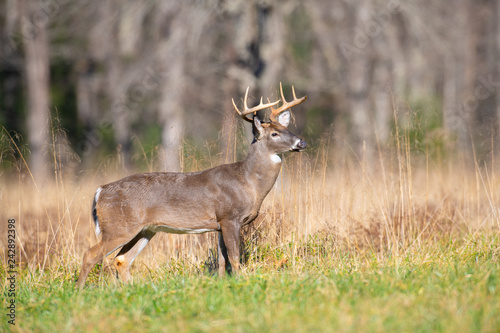 Fototapeta Naklejka Na Ścianę i Meble -  White-tailed deer buck in open meadow