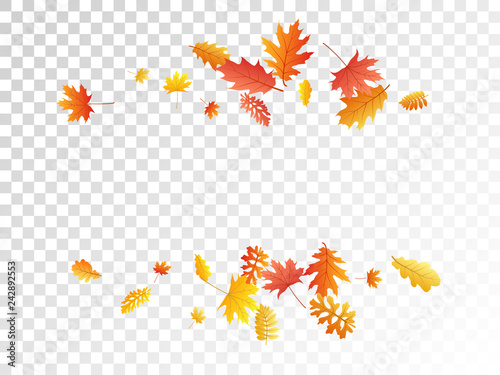 Oak, maple, wild ash rowan leaves vector, autumn foliage on transparent background.