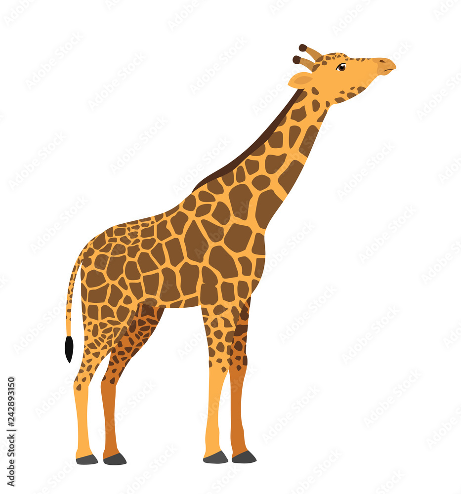 Giraffe head up flat animal wildlife vector illustration icon isolated on white