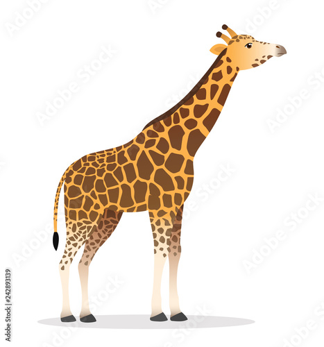 Fototapeta Naklejka Na Ścianę i Meble -  Giraffe cartoon head up animal wildlife vector illustration icon isolated on white 