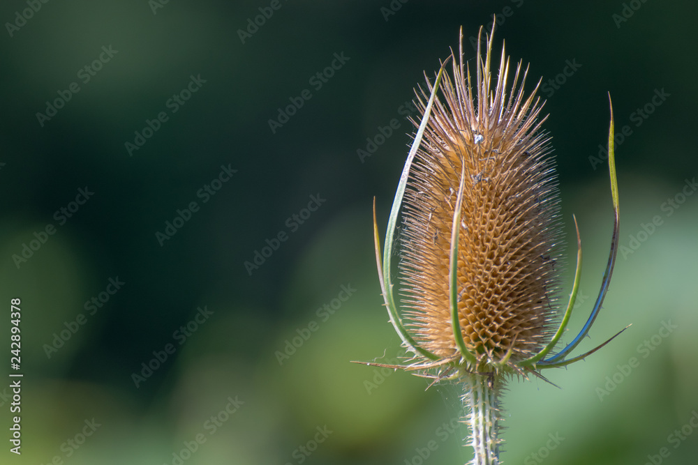 Sommer, Sonne und Blumen