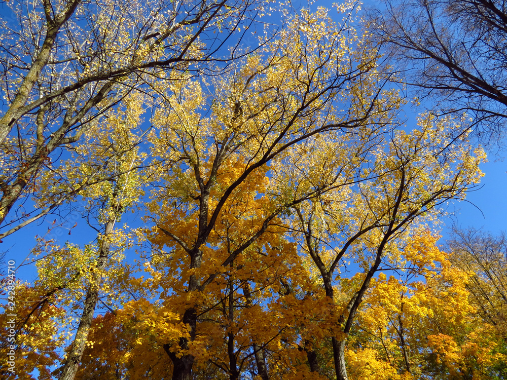 yellow tree in autumn yellow tree in autumn