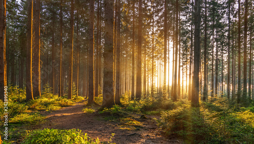 Silent Forest in spring with beautiful bright sun rays photo
