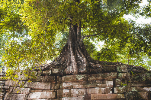 Inside the ancient Temples of Angkor Wat, where the trees grow through the ruins, nature is taking over