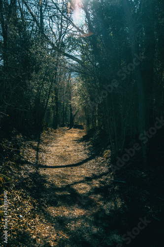 A path deep in the forest