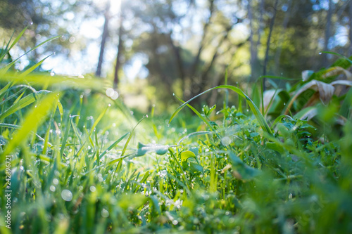 dreamy dewy grass in backlit morning light