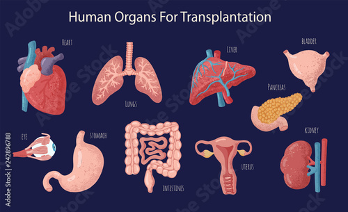 Set of human internal organs for surgeries and transplantation. Including heart, liver, kidney, uterus, bladder, pancreas; eye, intestines, stomach. Isolated Medicine hand drawn vector illustration. 