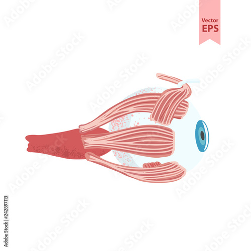Human eye anatomy vector illustration. Organs for surgeries and transplantation. Colorouful flat design isolated on white background, hand-drawn style.