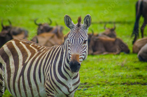 zebra head shot in serengeti