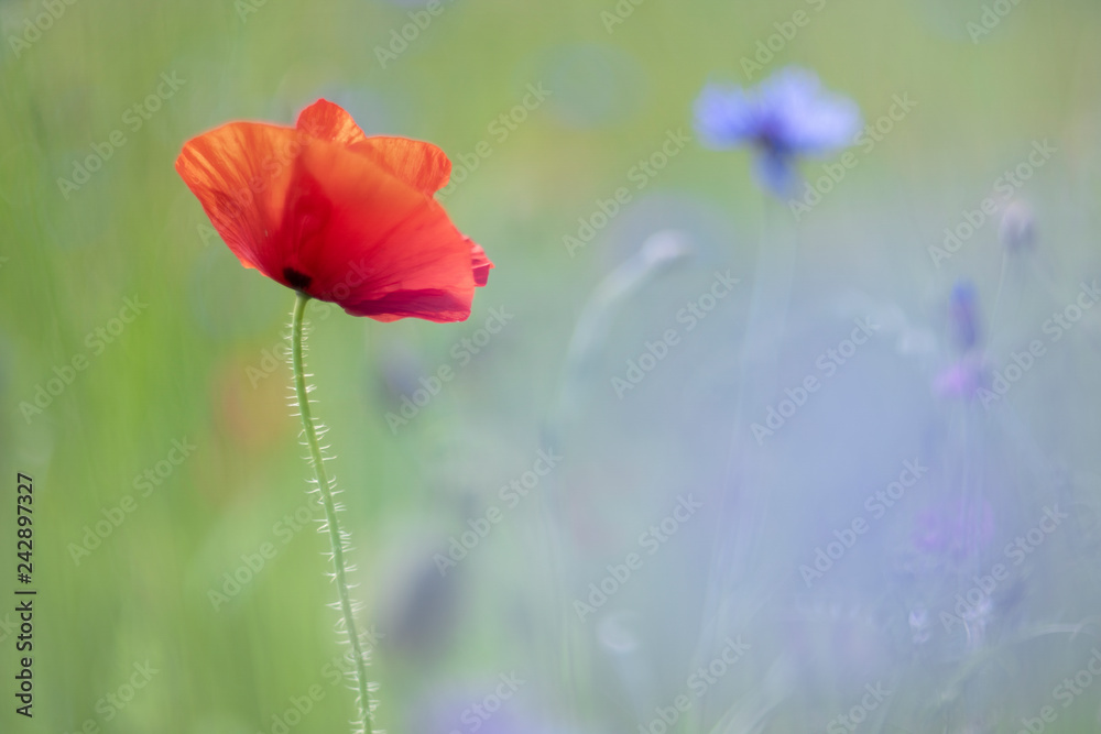 Obraz premium Poppies, a spring feeling - cornflowers in the back.