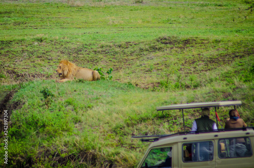 lion being watched from safari vehicle in ngorongoro