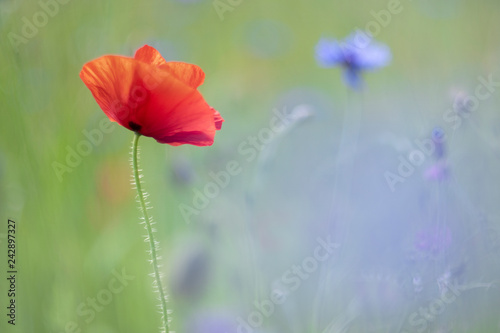Poppies, a spring feeling - cornflowers in the back.