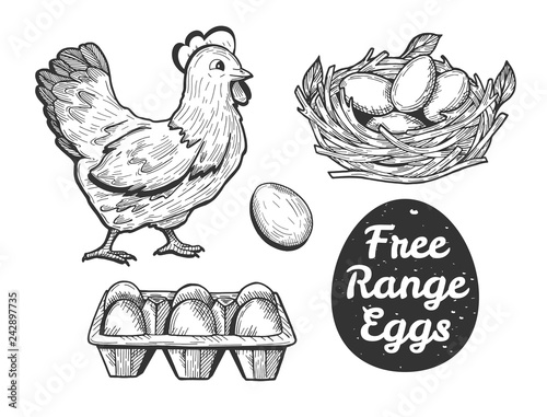 free range eggs set