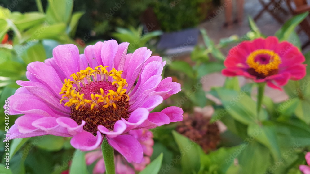 Obraz premium 2 flores campo