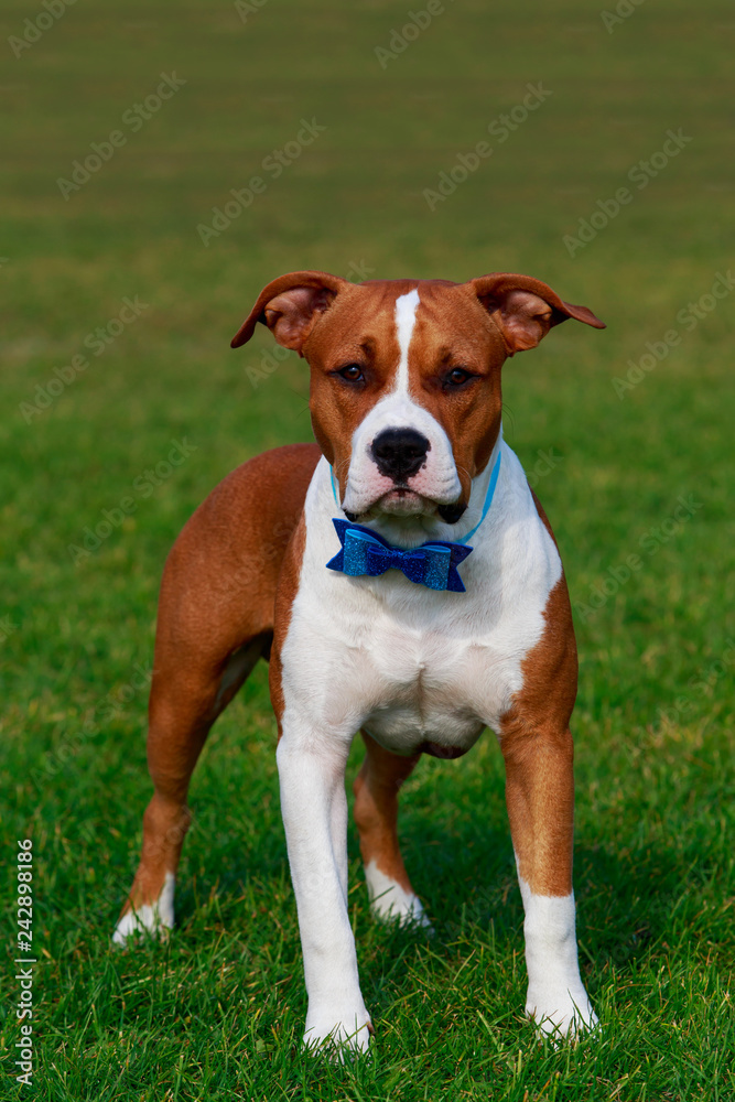 Dog breed Staffordshire Terrier
