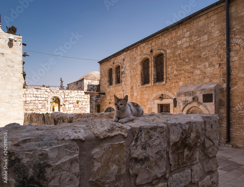 a cat on the wall in the old district of Jerusalem photo