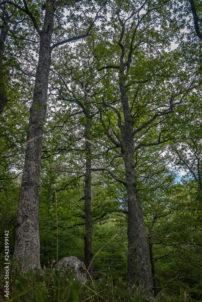 Forest of the natural park of sources Carrionas, in Palencia. Spain Forest of the natural park of sources Carrionas, in Palencia. Spain