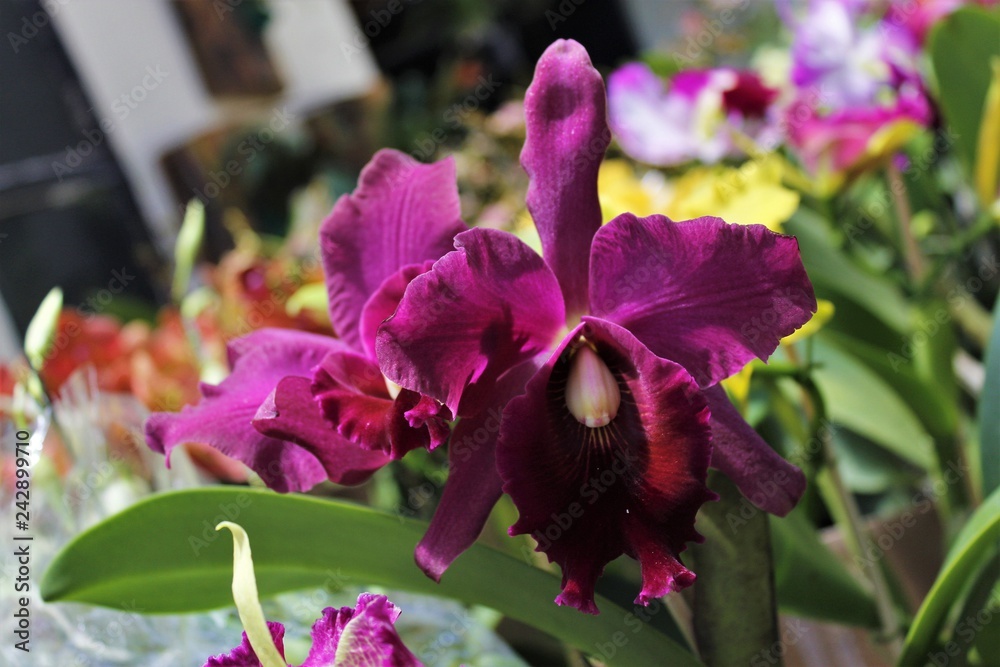 Orquídeas cattleya roxa. Stock Photo | Adobe Stock