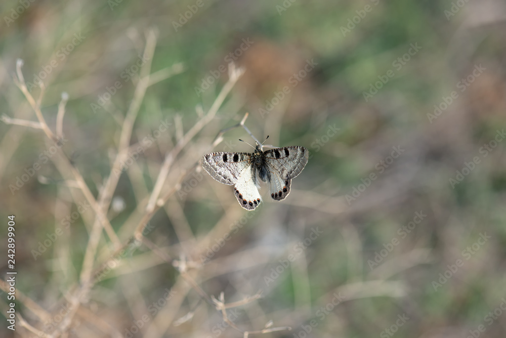 Papilionidae / Yalancı Apollo / / Archon apollinus