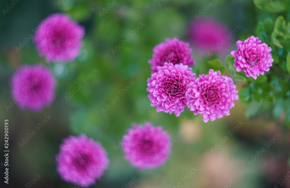 flowers in the garden, mahenta green, pattern, top view flowers in the garden, mahenta green, pattern, top view