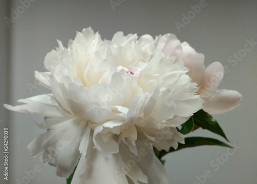 white pion flower on light background macro